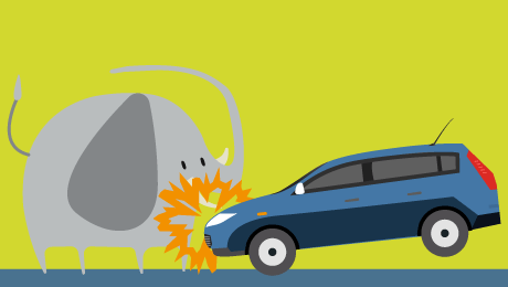 Assurance auto : collision avec un animal sauvage, quelle indemnisation ?